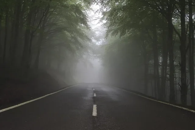 future, zukunft, fear, angst, unsicherheit, natur, uncertainty, weg, autobahn, straße, way, wald, bäume, licht, path, neblig, nebel