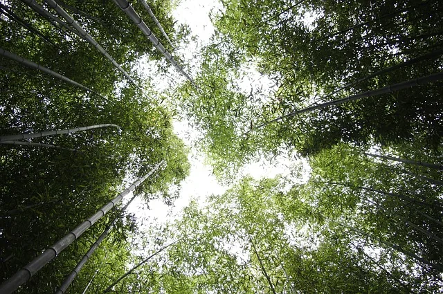 bambus, himmel, wald, natur, vs grove, pflanze, pause