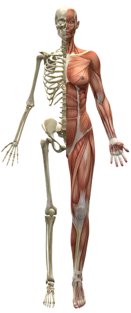 muskeln, skelett, hälfte körper, menschlichen körper, muskeln, muskeln, muskeln, skelett, skelett, skelett, skelett, skelett