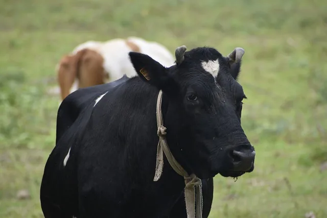 kalb, kreolen, patienten, traurig
