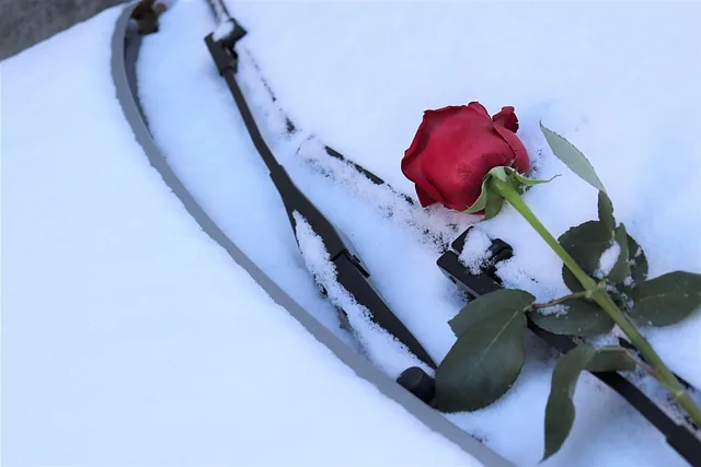 rote rose auf der windschutzscheibe, winter, romantisch, schneeflocken, gefroren, kalt, frost, jemand liebt dich, natur, draussen