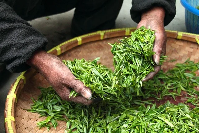 tea, leaves, hands, fresh, drying, harvesting, harvest, agriculture, nature, tea leaves