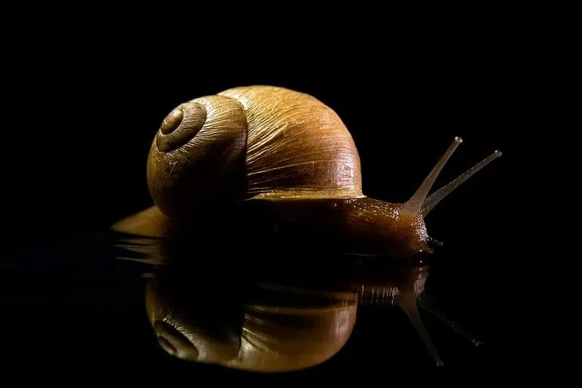 animal, snail, nature, mollusc, mucus, slow, shell