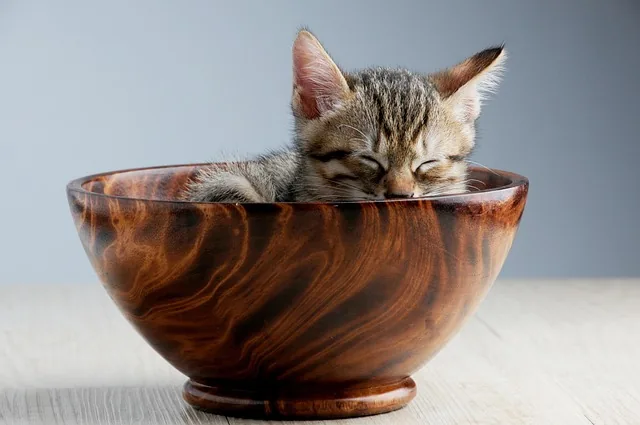 pet, animal, cat, sleeping their palate, snooze, cat in bowl