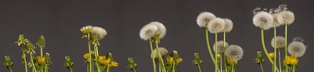 dandelion, seed stand, development, to flourish, seed formation, multiplication, dandelion, dandelion, development, development, development, development, development