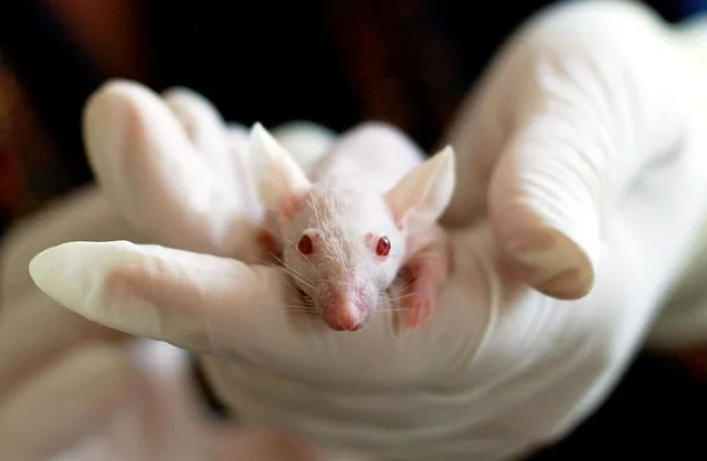 animal, mouse, experiment, laboratory, hand, cute, medical, researcher, researching, medicine, chemical, test, research, scientific, chemistry, biotechnology, discovery, biology, scientist, technology, analyzing, discovering, medical research, science lab, nature, clinical research