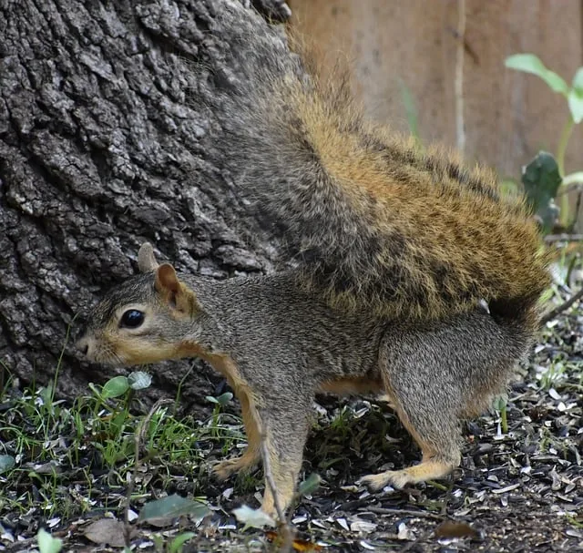 squirrel, animal, mammal, free background, rodent, beautiful wallpaper, fox squirrel, species, wallpaper 4k, cool backgrounds, desktop backgrounds, wallpaper hd, hd wallpaper, laptop wallpaper, nature, beautiful nature, nature background, 4k wallpaper 1920x1080, wildlife, wild, foraging, windows wallpaper, nature wallpaper, 4k wallpaper, climbing, tree, free wallpaper, full hd wallpaper, mac wallpaper, alert, wallpaper
