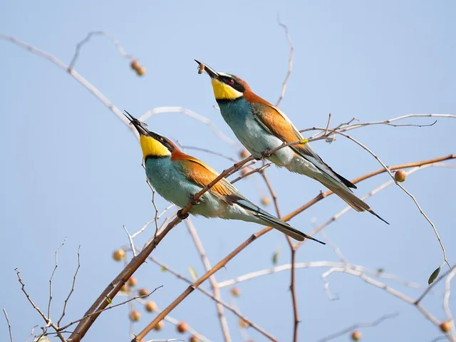 european bee-eater, birds, animals, wildlife, nature, bird watching, ornithology, avian, ecosystem, natural habitat, ecology