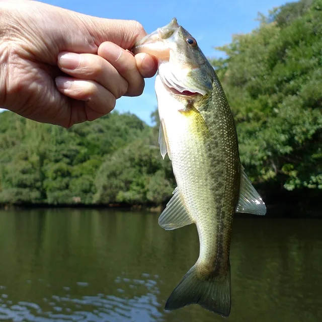 fishing, black bus, nature, phishing, lake, pond, fish