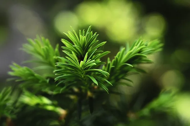 needles, branch, sprig, nature, goes away, plants, tree, evergreen, conifer, green, nature, evergreen, evergreen, evergreen, evergreen, evergreen, green