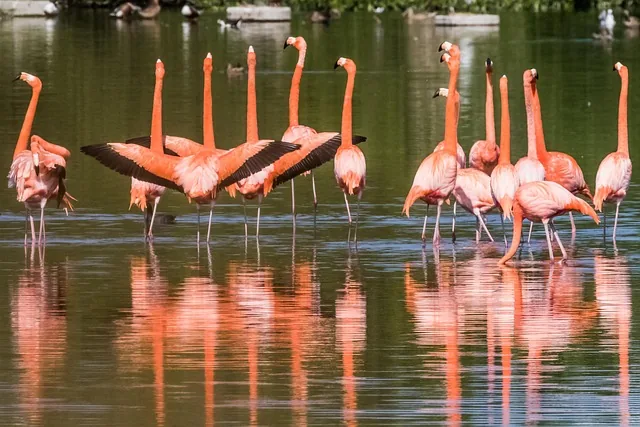 kuba, cayo santa maria, flamingo, tierwelt, natur, vogelbeobachtung, 10-13-18