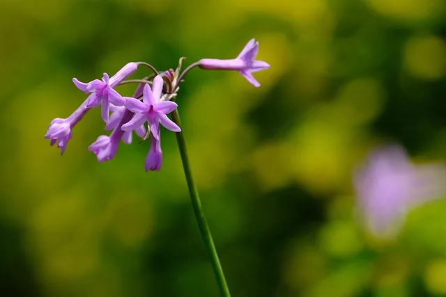 flowers, beautiful flowers, flower wallpaper, flower background, pink, flora, nature, purple, society garlic