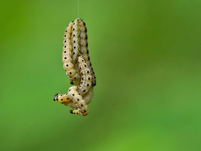 caterpillar, thread, hang, be crazy, insects, stage of development, butterfly, spirit weber, motte, ghosts, butterfly caterpillar, insect, pest, metamorphosis, tropical, wax moth, hairy, close up, caterpillar, caterpillar, caterpillar, caterpillar, caterpillar, metamorphosis, metamorphosis