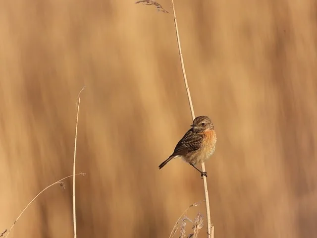 red-breasted stonechat, nature, cool backgrounds, wallpaper 4k, full hd wallpaper, desktop backgrounds, hd wallpaper, 4k wallpaper 1920x1080, free background, bird, background, peace, windows wallpaper, 4k wallpaper, laptop wallpaper, beautiful wallpaper, sun, spring, wallpaper hd, free wallpaper, mac wallpaper, birdwatching