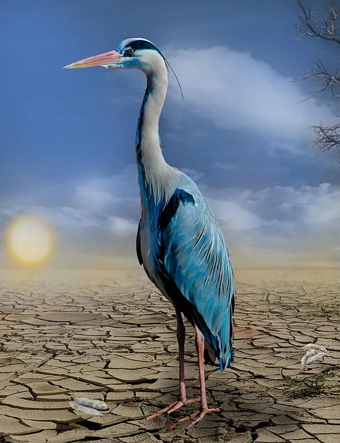 heron, fishes, dryness, drought, nature, hunger, dried out, heat, cracked, desert, climate change, climate protection, heatwave, composing, fantasy
