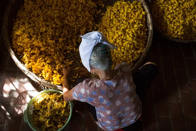 silk, yellow, woman, process, work, hand made, silk, silk, silk, silk, silk, process, process