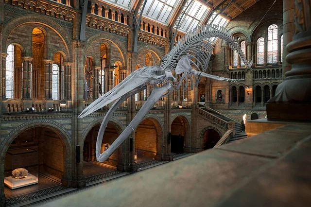 national history museum, blauwal-skelett, ausstellung, london, uk, walskelett, skelett, england, museum, london, museum, museum, museum, museum, museum