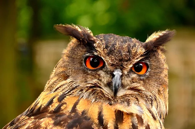 wachsamkeit, tier, tier-themen, vogelgrippe, schnabel, vogel, bird of prey, braun, adler, eagle-owl, know-how, augen, universität, fauna, hunter, suchen, natur, ein tier, orange, eule, gefieder, raubtier, schlich, raptor, stalking
