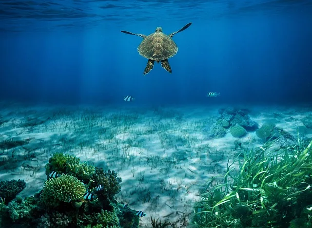 meeresschildkröte, schildkröte, unterwasser, koralle, seetang, ozean, sea life, natur, zusammengesetzt