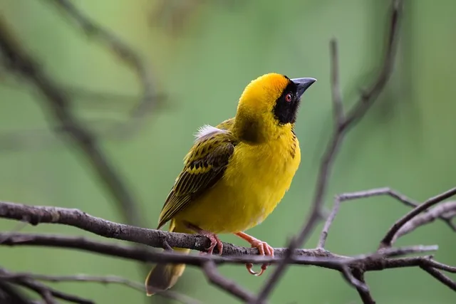 weber, vogel, gelber vogel, tierwelt, natur, tier, vogel, vogel, gelber vogel, gelber vogel, gelber vogel, tierwelt, natur, natur, natur, natur, natur