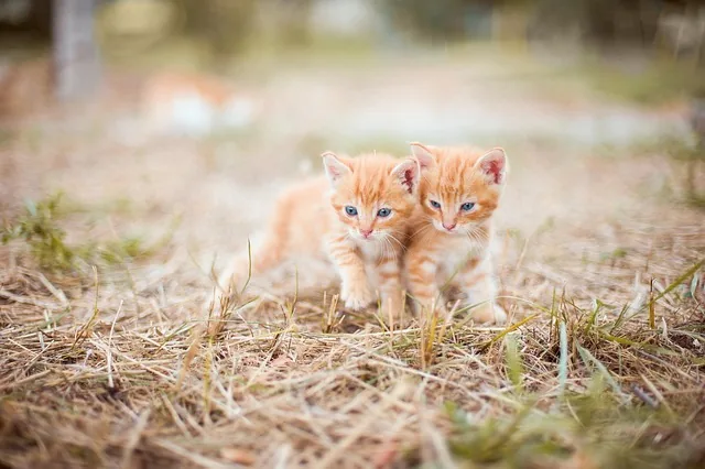 kätzchen, rot, two, small, grass, nature, gestreifte, hay, snuggles, cuddle, couple, niedlich, orange, kid, little, kätzchen, kätzchen, kätzchen, kätzchen, kätzchen, nature, cuddle, couple, couple, couple, orange