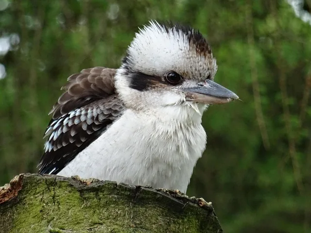 kookaburra, york bird of prey, doesn't like snakes, wildlife, green like, green snake, kookaburra, kookaburra, kookaburra, kookaburra, kookaburra