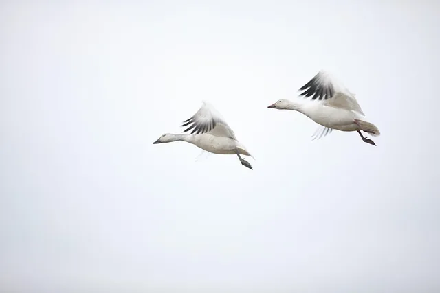 fliegen, canada goose, zuneigung, immer, fliegen, fliegen, fliegen, fliegen, fliegen