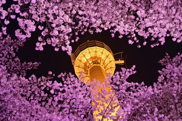 südkorea, daegu, nachtsicht, tower, 83tower, cherryblossom, südkorea, südkorea, südkorea, südkorea, südkorea, cherryblossom
