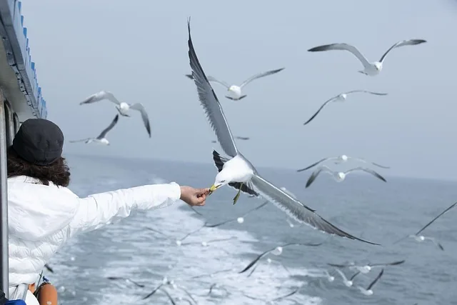 möwe, ozean, möwen herde, natur, fütterung, seize the moment