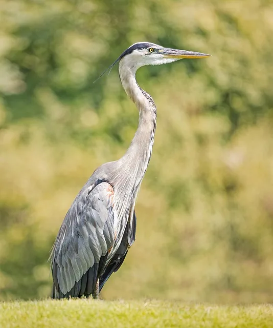 großer blauer reiher, canon r6 mit rf 800 mm, f 11 – 1 200 sek – iso 100