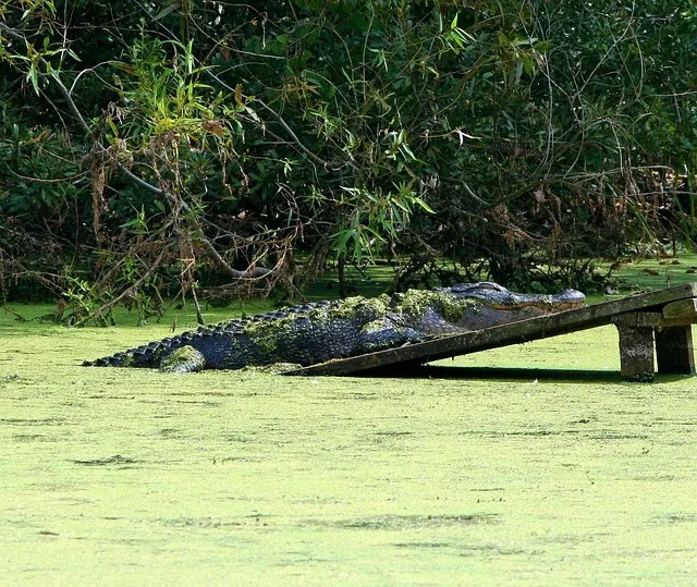alligator, sumpf, 4 2 meter, schlafen, sonnen, grün schlafen