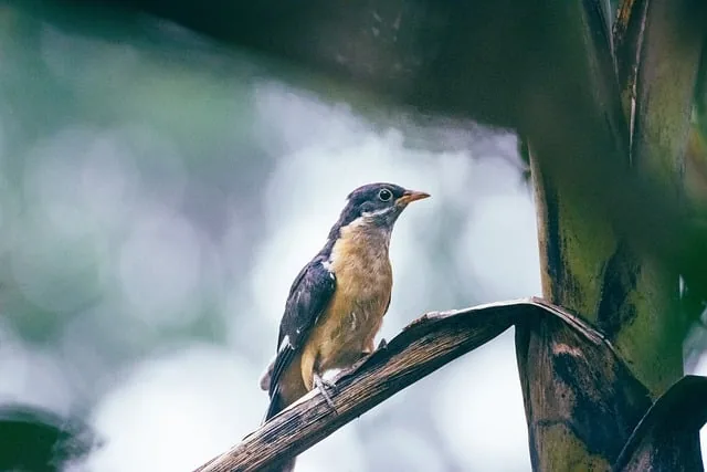 gescheckter kuckuck, clamator jacobinus, wildvögel indiens, tierwelt indiens, natur, tierwelt, vogel, tier, monsun, grün, regen, flügel, pflanzen