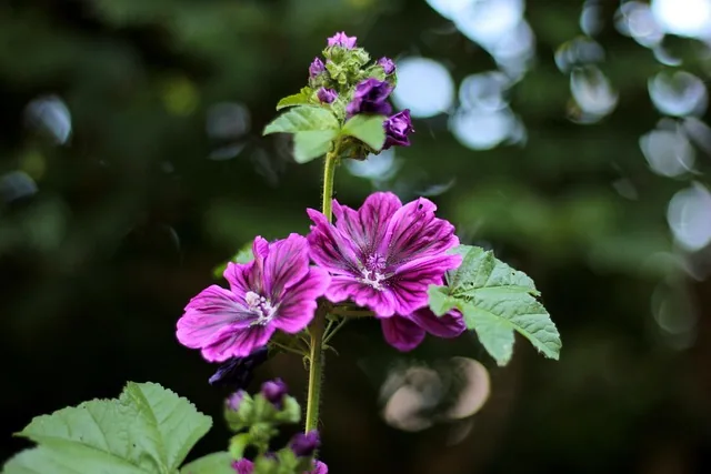 malva begriff in der felho, boemen, garten, lila, sommer, natur, ein jahr, stößel, staubblätter
