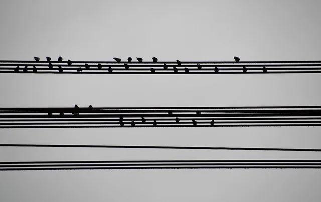 vögel, elektrisch, drähte, sitzung, auf dem draht, houfující, natur, musik, grundlagen, auszug, migration