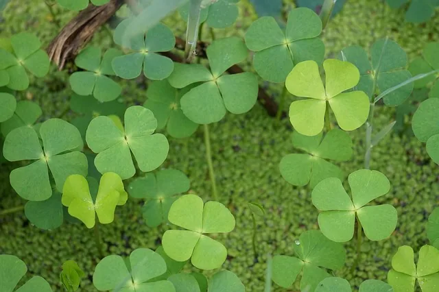 glück, four leaf clover, natur, pflanze, abstrakt, teich pflanzen