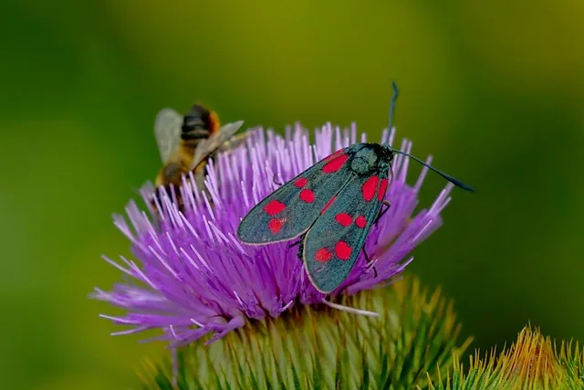 six-spot burnet moth, biene, blume, distel, motte, insekt, blumen hintergrund, schöne blumen, lila blume, blumentapete, pflanze, natur, nahaufnahme