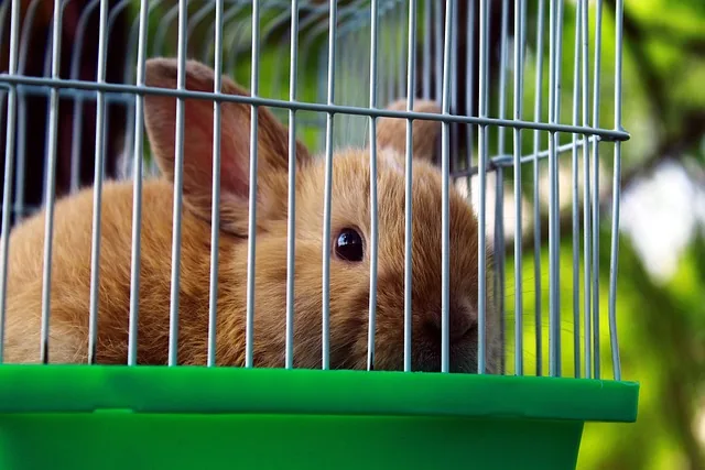 rabbit, domestic, animals, caged, im freien, in the city park, among the trees, sun, zu fuß, feder, grass, natur, sträuchern, fresh air