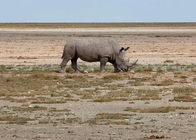 nashorn, savanne, etosha, namibia, wüste, big five, wildtier, säugetier, natürliche umgebung, säugetierhorn, afrikanische wildnis, natürlich, tag, ansicht, gebiet, natur, unberührte natur, naturerhaltung, wildschutz