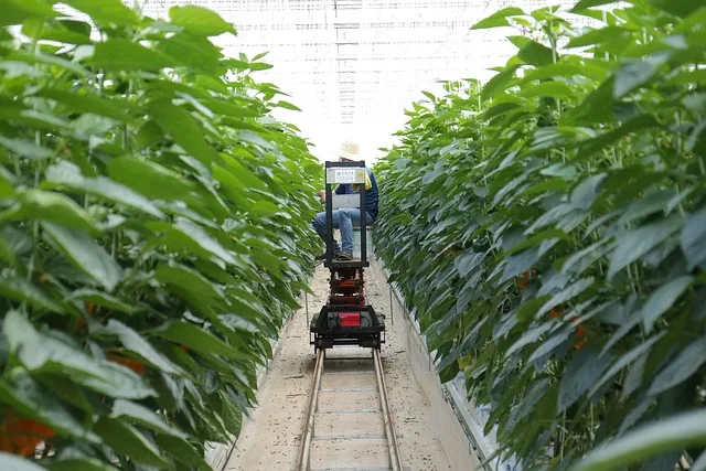 paprika, ernte, smart-farm, paprika, paprika, paprika, paprika, paprika